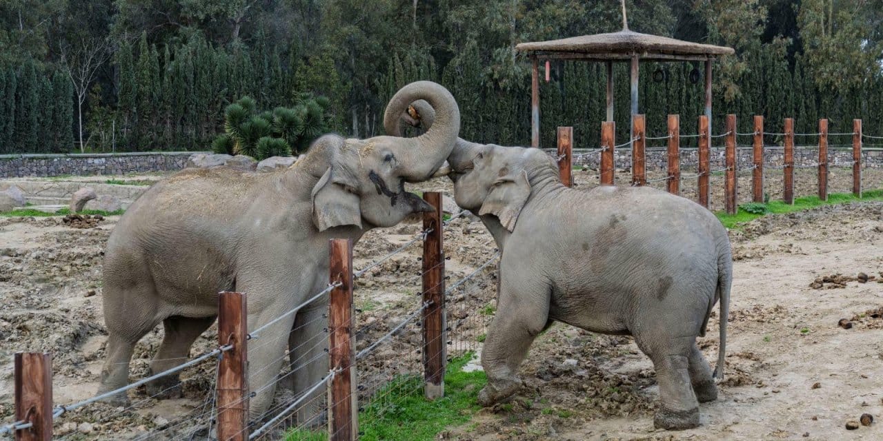 Türkiye’de doğan ilk fil 'İzmir' 14'üncü yaşına girdi!