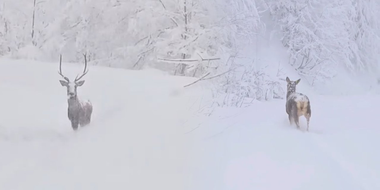 Kızılgeyikler tüm asaleti ile poz verdi