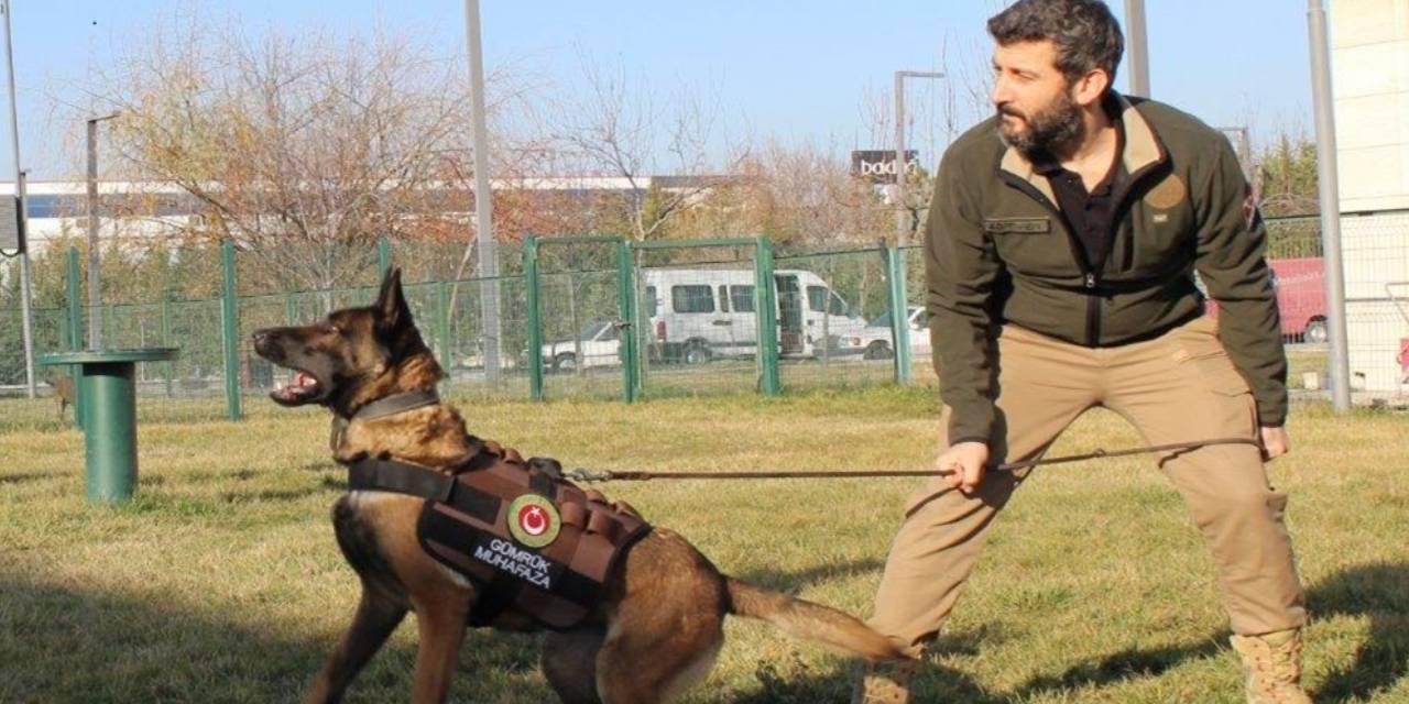 Dedektör köpekler 1 ayda 4.1 ton uyuşturucu yakalattı