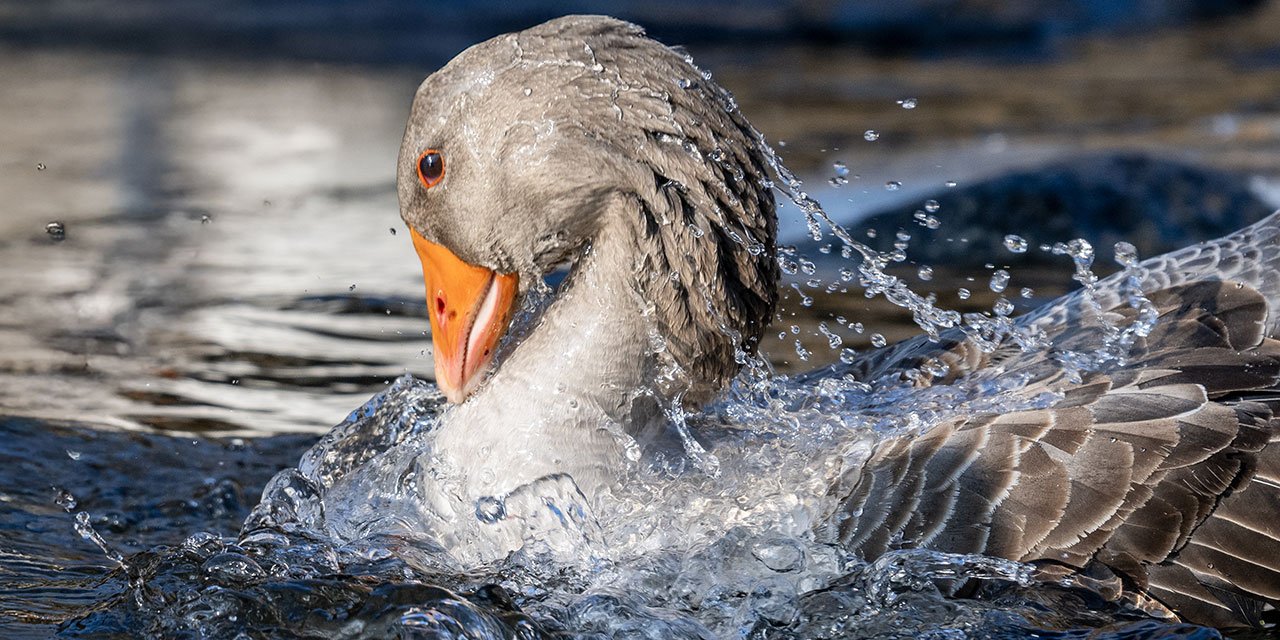 Kazların sofralara hazırlık süreci devam ediyor