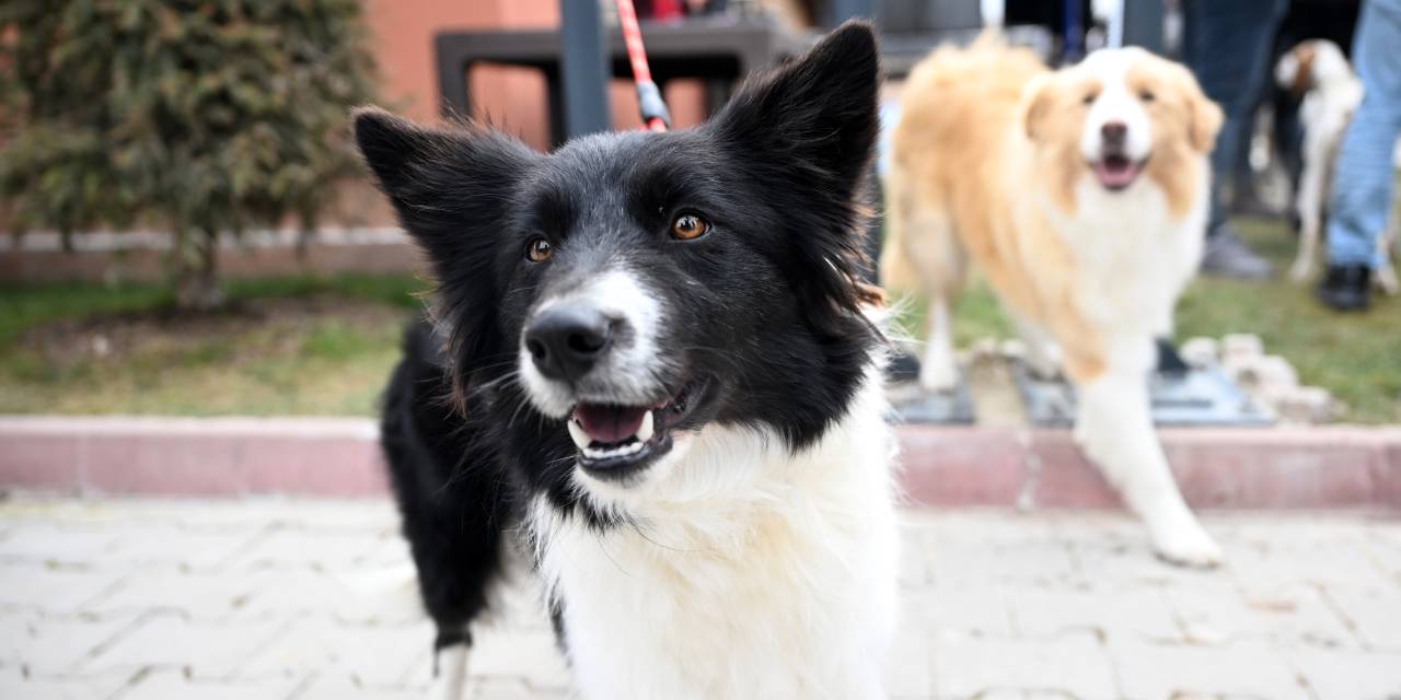 Ankara'da 200 köpek ırk kayıt altına alındı