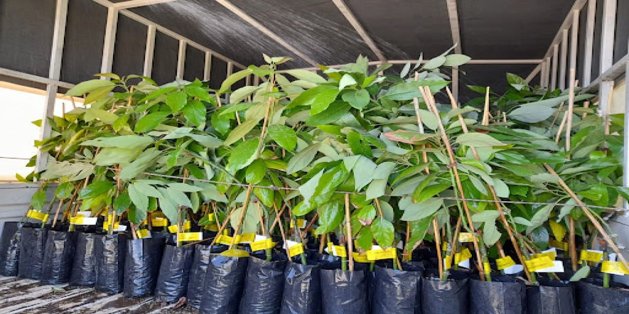 Deneme amacıyla dikildi yılda 21 bin ton ürün alınıyor! Nerdeyse sıfır maliyet