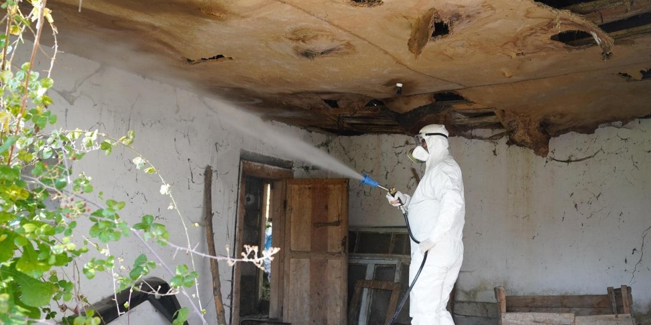 Asya kökenli istilacılar Bartın'a dalga dalga geldiler! Valilik çağrı yaptı