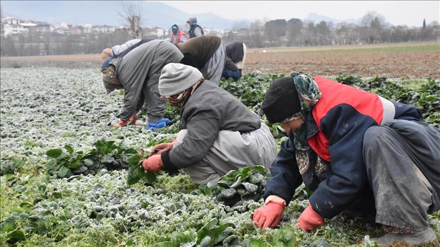 Tarlada kilosu 13-14 liraya toplanıyor. Pazarda kilosu 50 lira