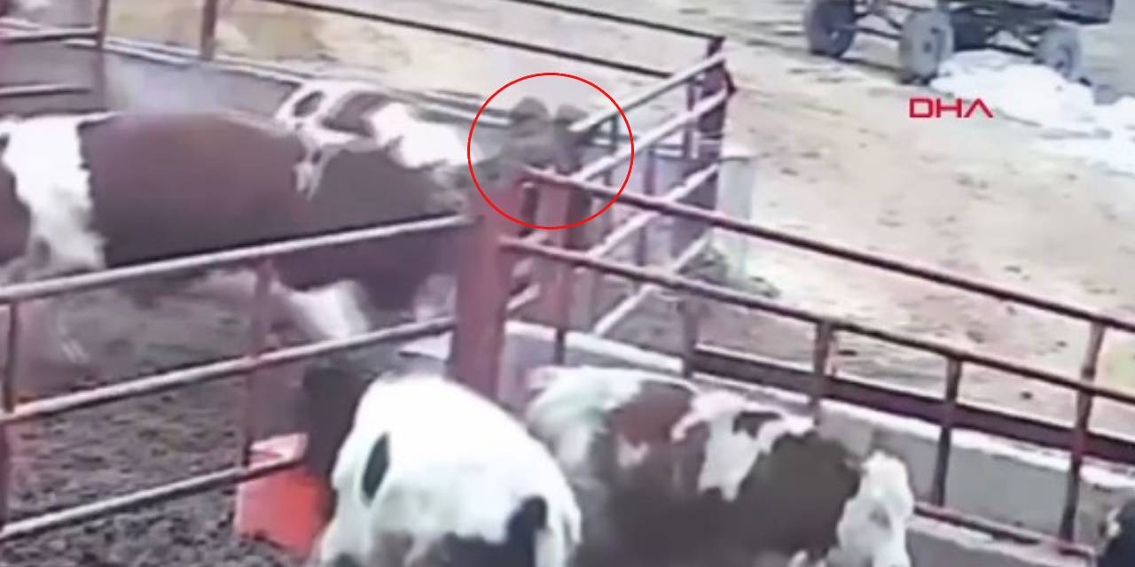 1 tonluk boğa sahibine saldırdı! O anlar kamerada