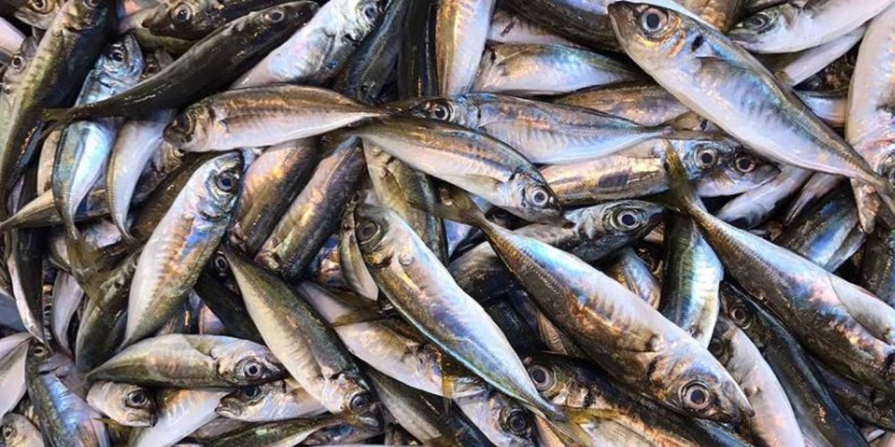 Çeşmede yıkanan kasa kasa balık imha edildi