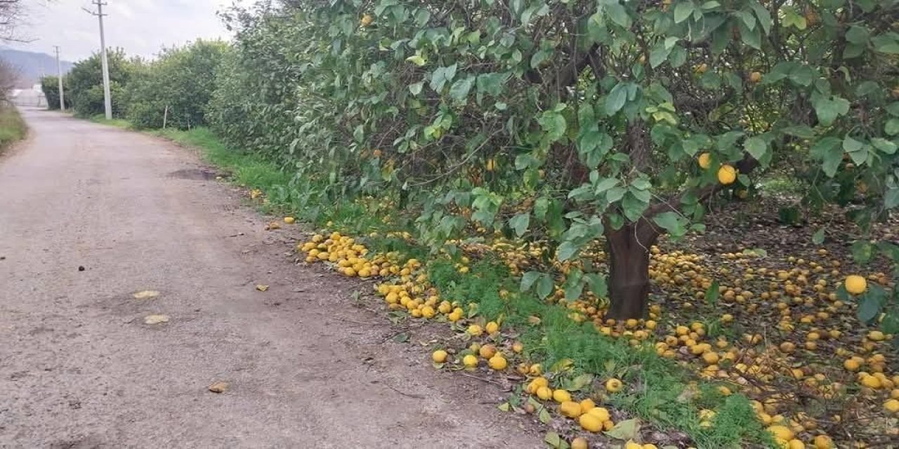 Bahçede yerlere dökülüyor yüzüne bakan yok tezgahta tanesi 20 liraya satılıyor