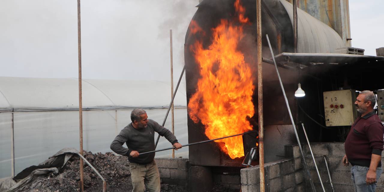 3 ayda 20 bin tane yetiştirdi: Tanesini 50 liradan satıyor