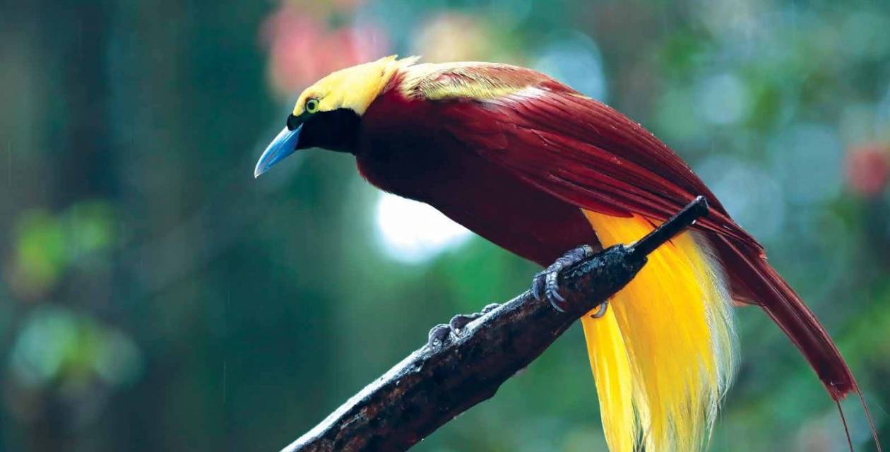 Bu kuşlar ışığı farklı farklı yansıtıyor