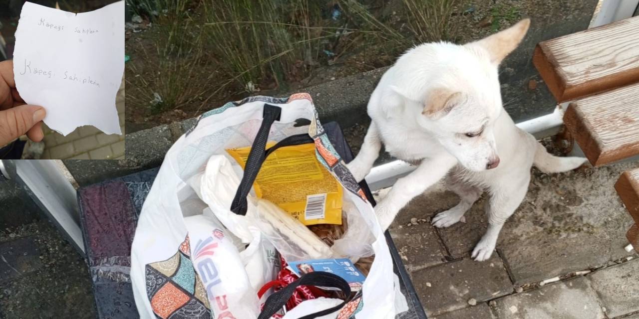 Sokağa terkedilen köpeğin yanına 'Sahiplenin' notu bırakılmış