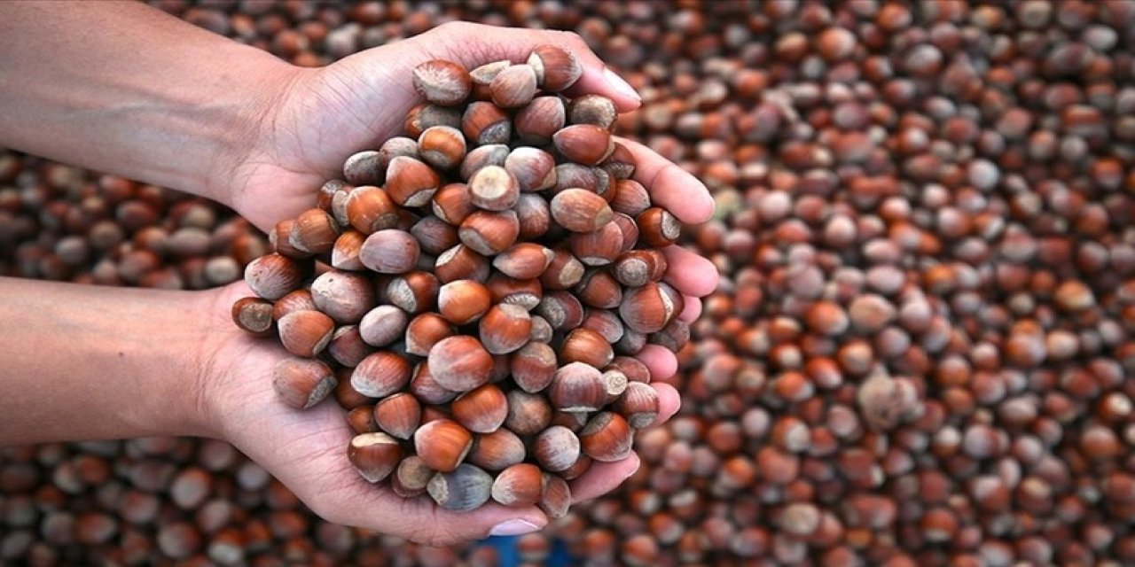 Ordu'da fındık bakın kaç liraya satıldı: Keşke kahverengi kokarca yeseydi!