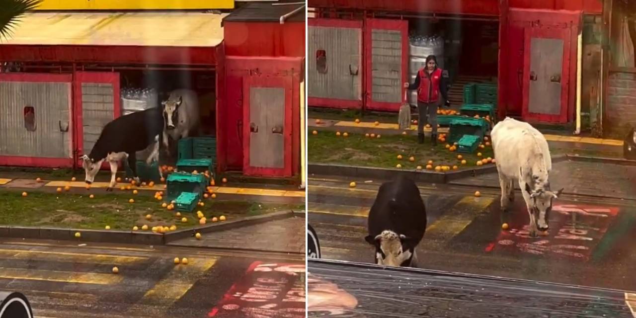 İnekler ŞOK’a girdi! Market çalışanı neye uğradığını şaşırdı