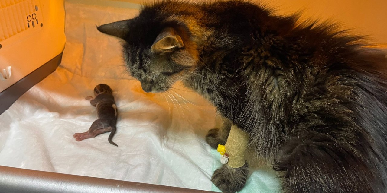 Avuç kadar... Süt anne bulamazsa ölecek