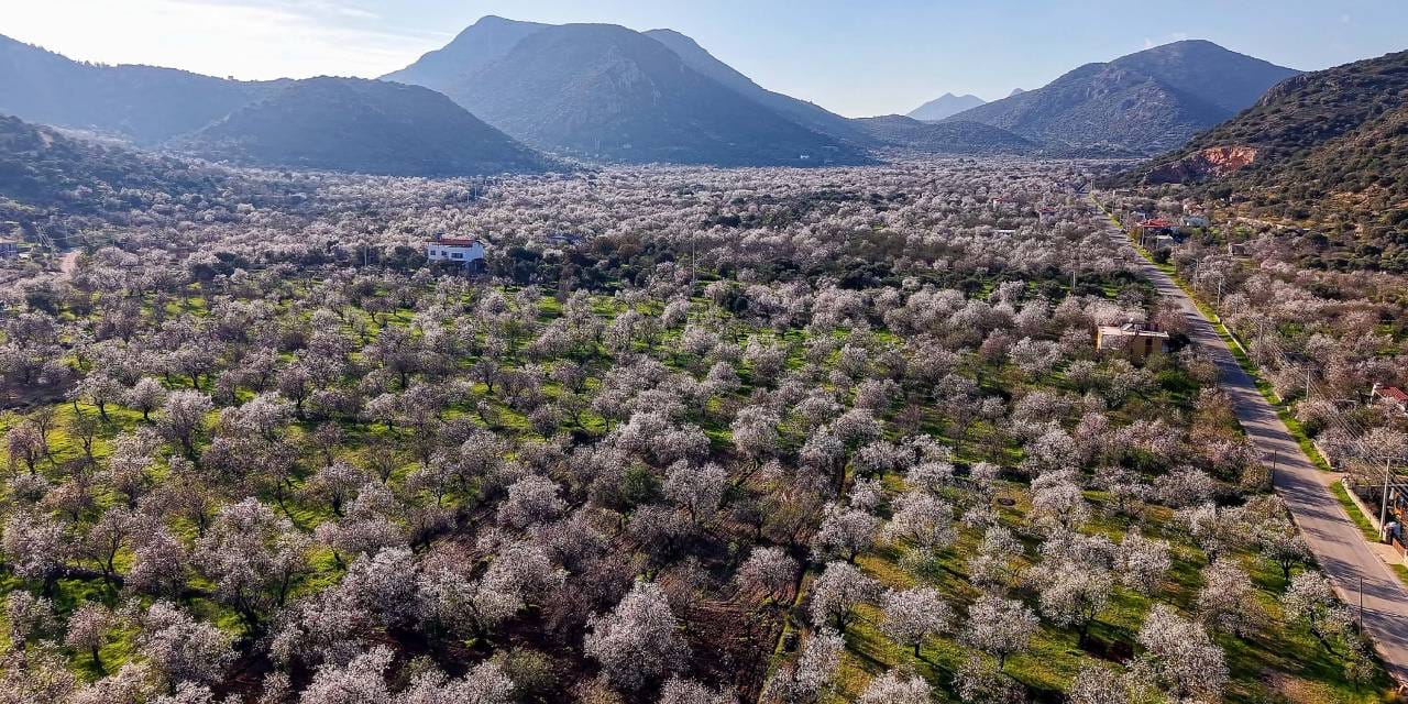 Baharın habercisi olarak kabul ediliyordu: Şubat'ta çiçek açtı