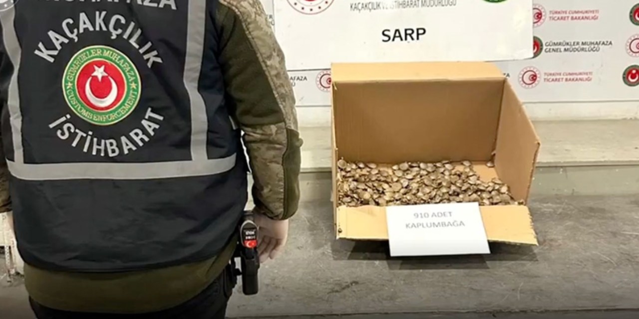 910 su kaplumbağası ele geçirildi