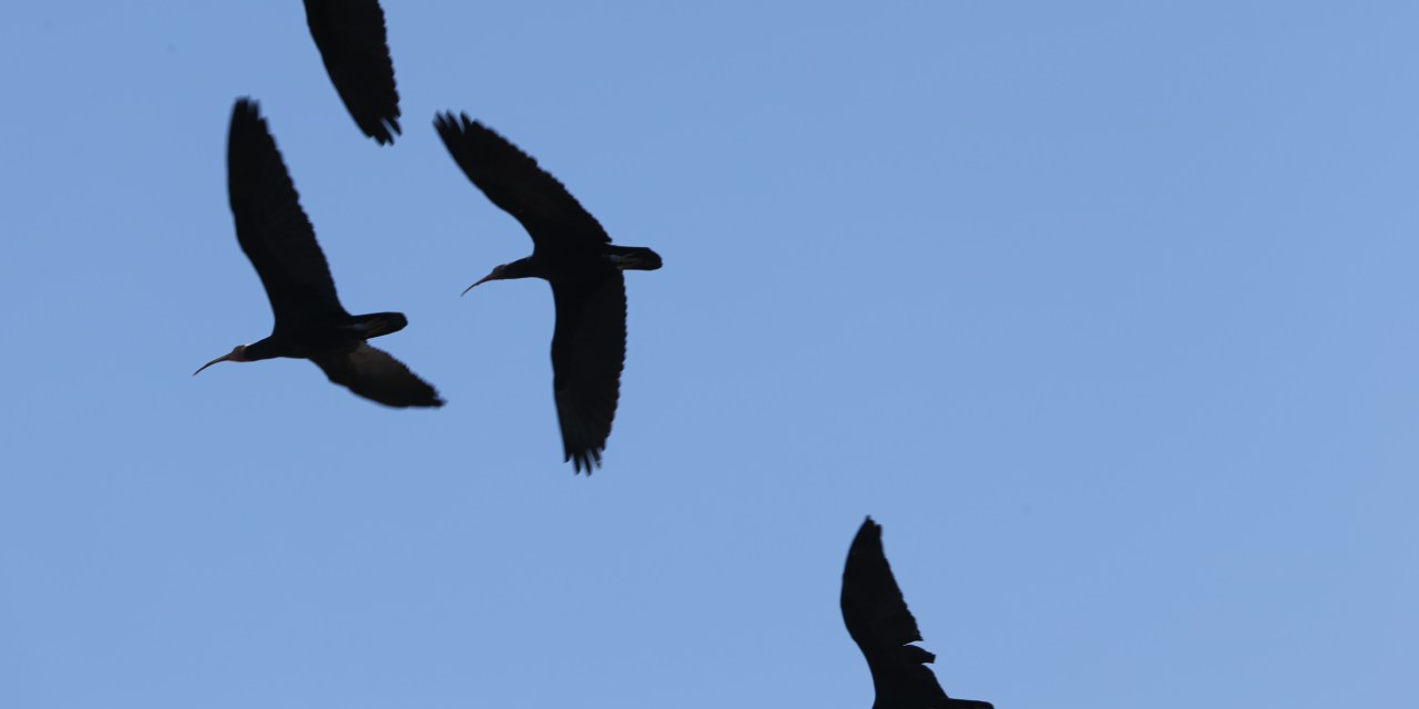 Fırat’ın kanatlı mirası: Kelaynaklar doğaya döndü