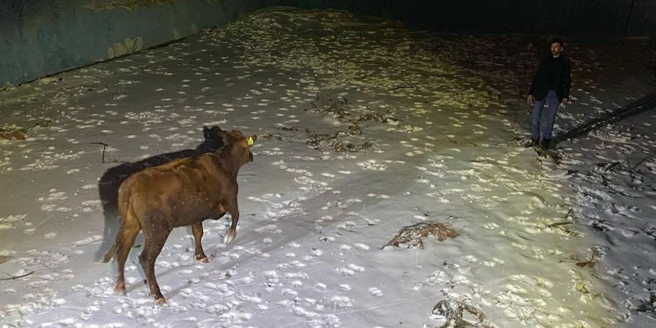 Millet Bahçesi'ndeki havuza düşen inek iş makinesi ile kurtarıldı