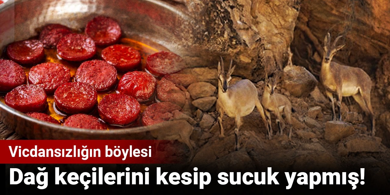 Vicdansızlığın böylesi: Dağ keçilerini kesip sucuk yapmış!