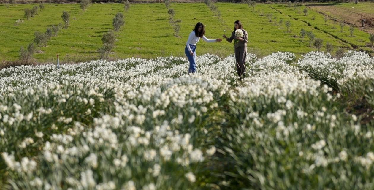 Antalya'da hasadın sonu geldi: Daha iyi nefes almak için birebir