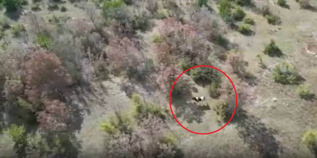 Kaybolan ineği cami imamı dronla buldu