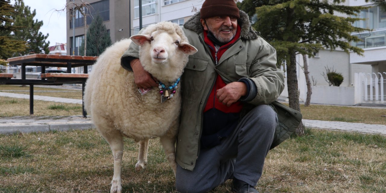 Koyunlu dedenin "Pamuk"u mahallenin maskotu oldu: Kesileceğini anladı 3 gün ağladı! Ölene kadar beraberiz