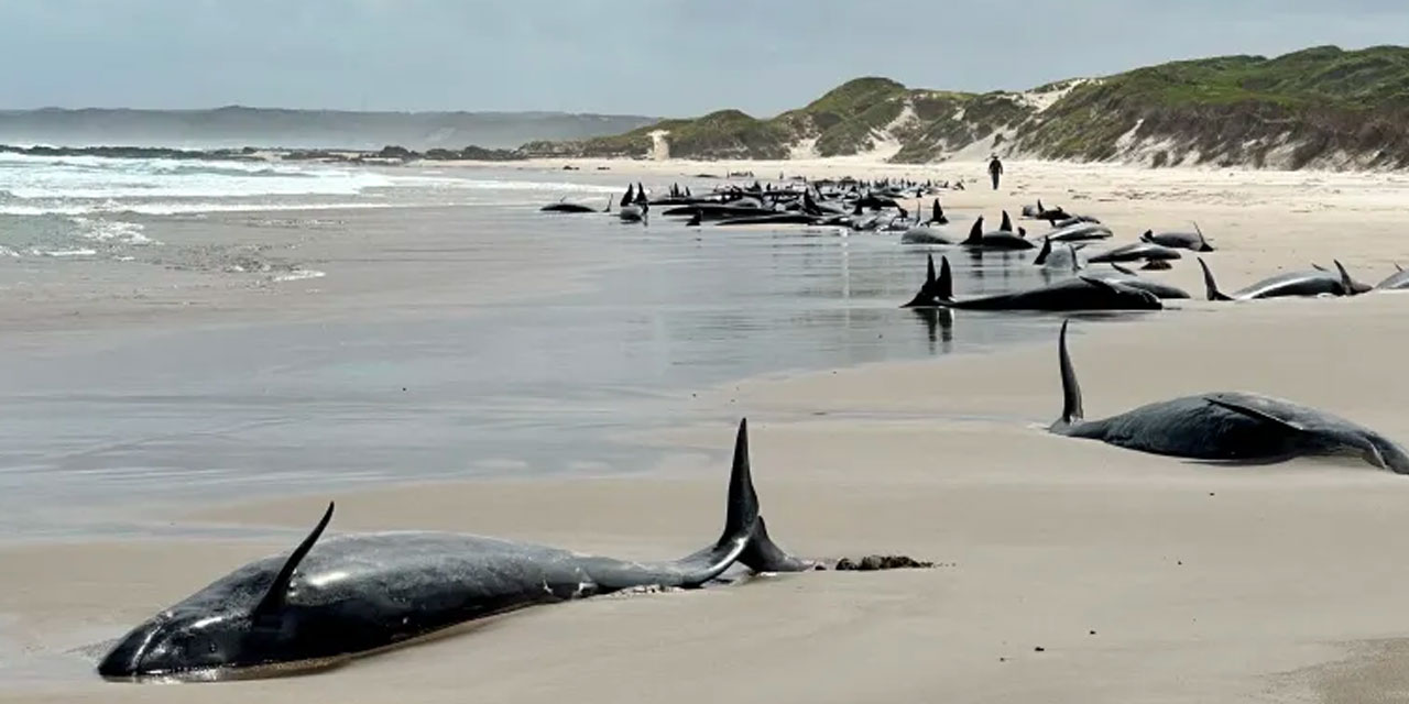 Okyanusta trajedi: 90 tanesine ötenazi yapılacak