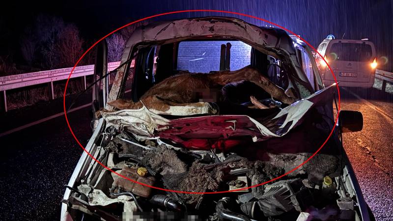 Böyle kaza görülmedi: Ön camdan içeri at girdi!