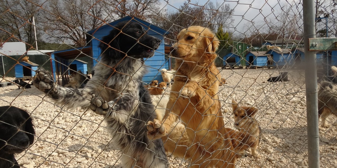 Pandemide el bebek gül bebek büyütüldüler şimdi barınaklardalar: Onlar oyuncak değil