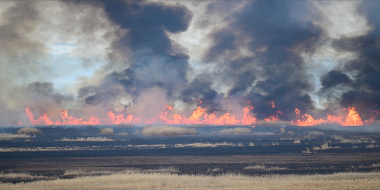 Dilkaya sazlığı onlarca tür kuşun yuvasıydı: Alev alev yanıyor