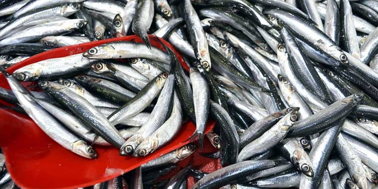 Hamsinin kilosuna bir haftada yüzde yüz elli zam