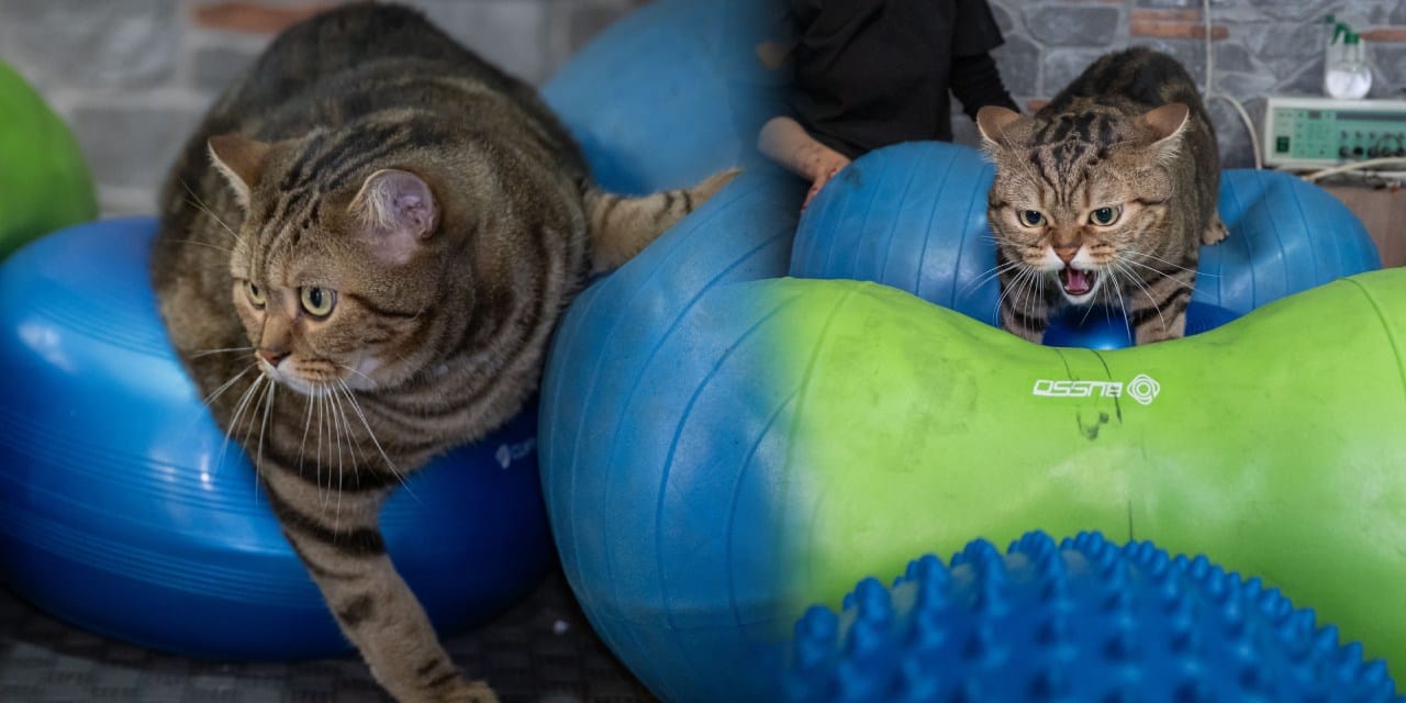 Her şeyden nefret eden şişko kedi Simba pilates kampına girdi