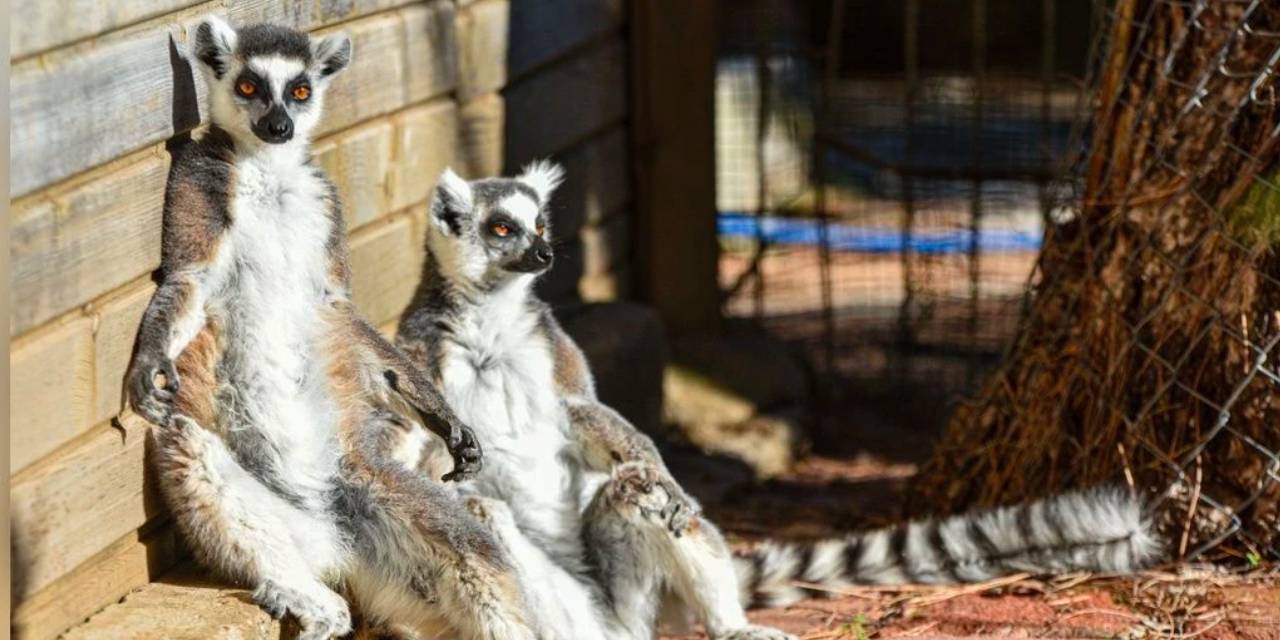 Lemurların ısınma gayreti yürekleri cız ettirdi