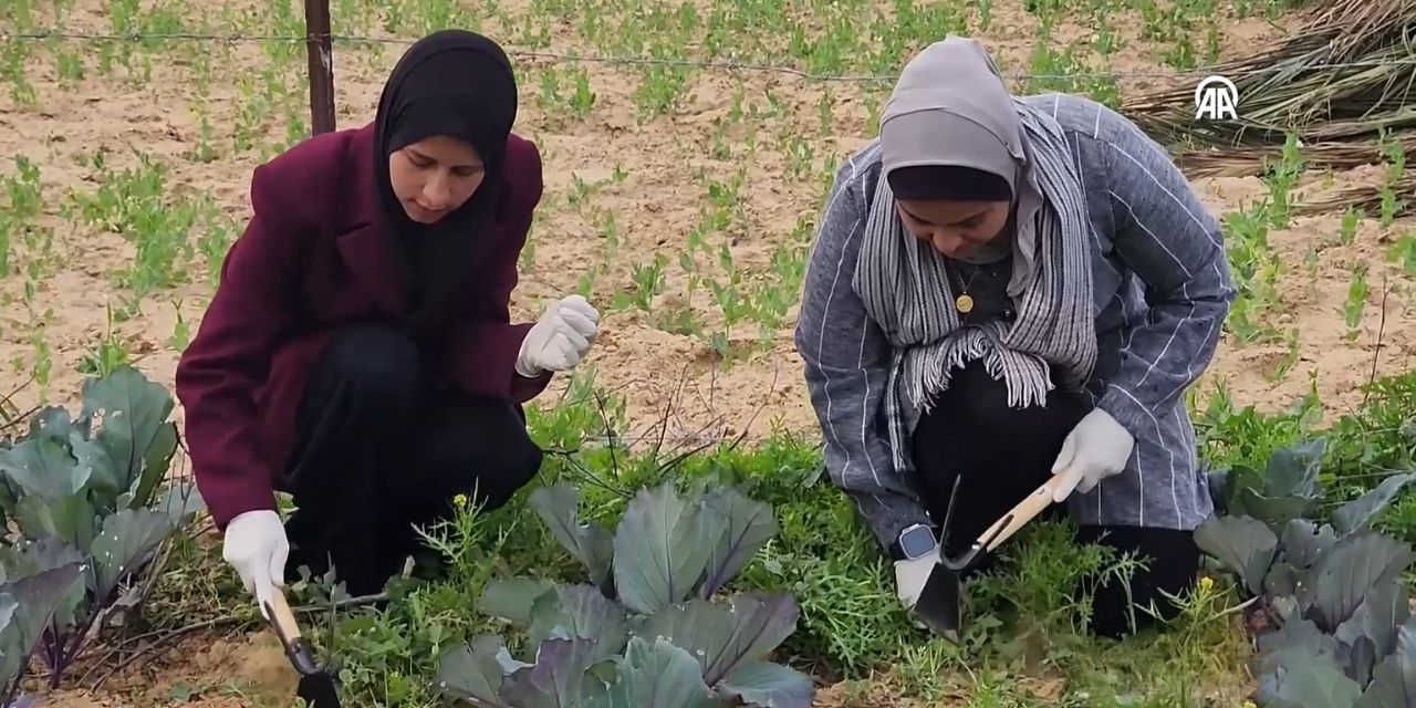 Filistinli kadınlar zorluklara rağmen topraklarını yeniden yeşertiyor