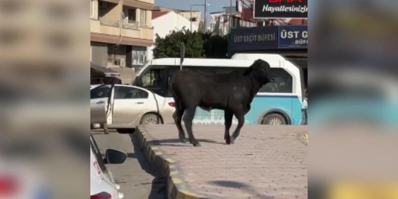 İthalat politikasına isyan eden sığır Hatay sokaklarını karıştırdı