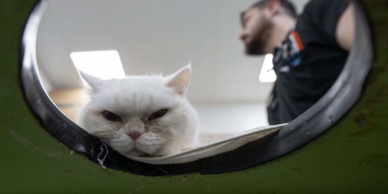 Kocaman bir kalbi var... Amansız hastalığın pençesindeki Lucy'ye özel ihtimam