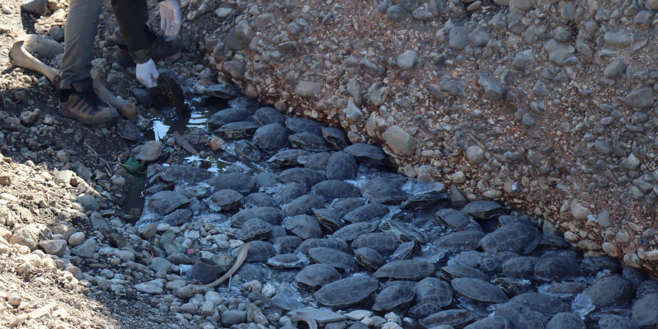 Suyu kesilen derede mahsur kalan kaplumbağalara kurtarma operasyonu
