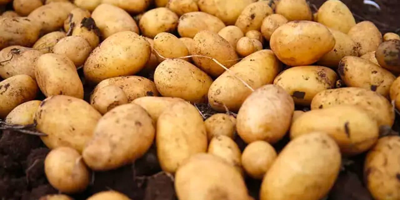 Patatesle İrlanda'yı kurtaran Türkiye şimdi kendi patatesini kurtaramıyor