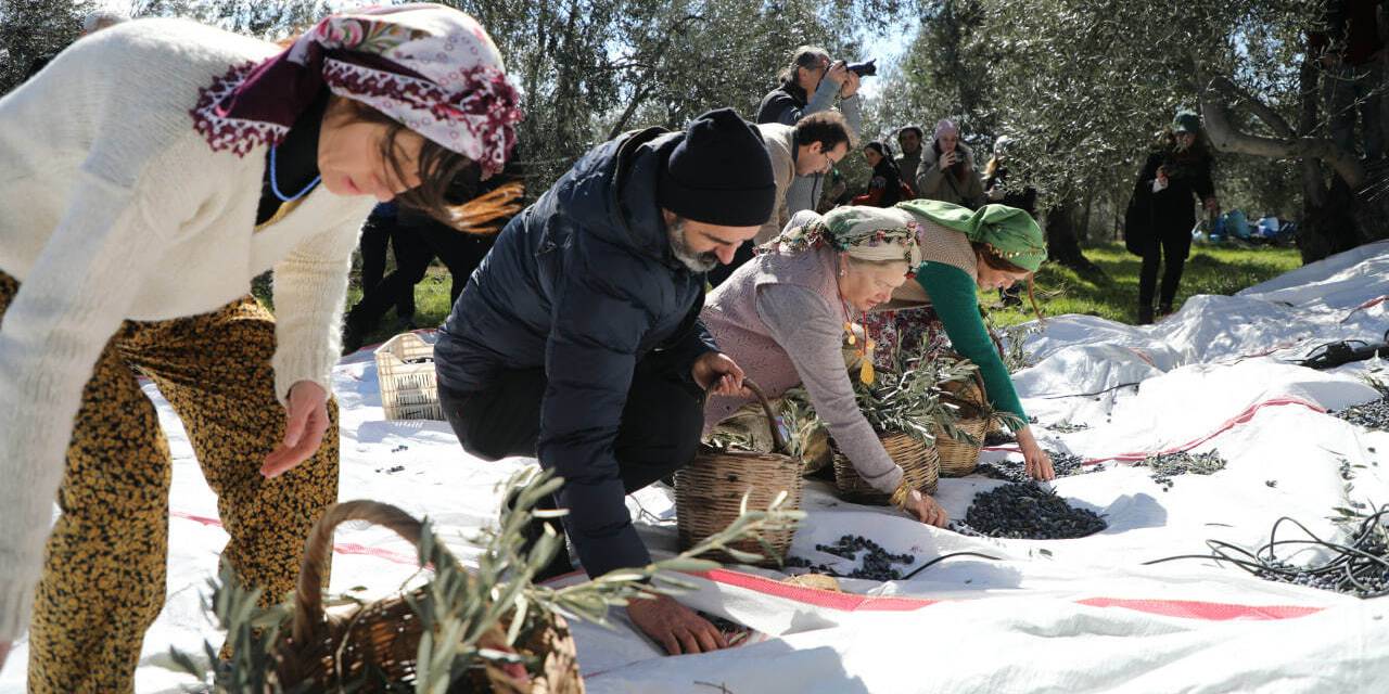 Edremit'te geleneksel zeytin hasat sonu “Meci Şenliği” yapıldı