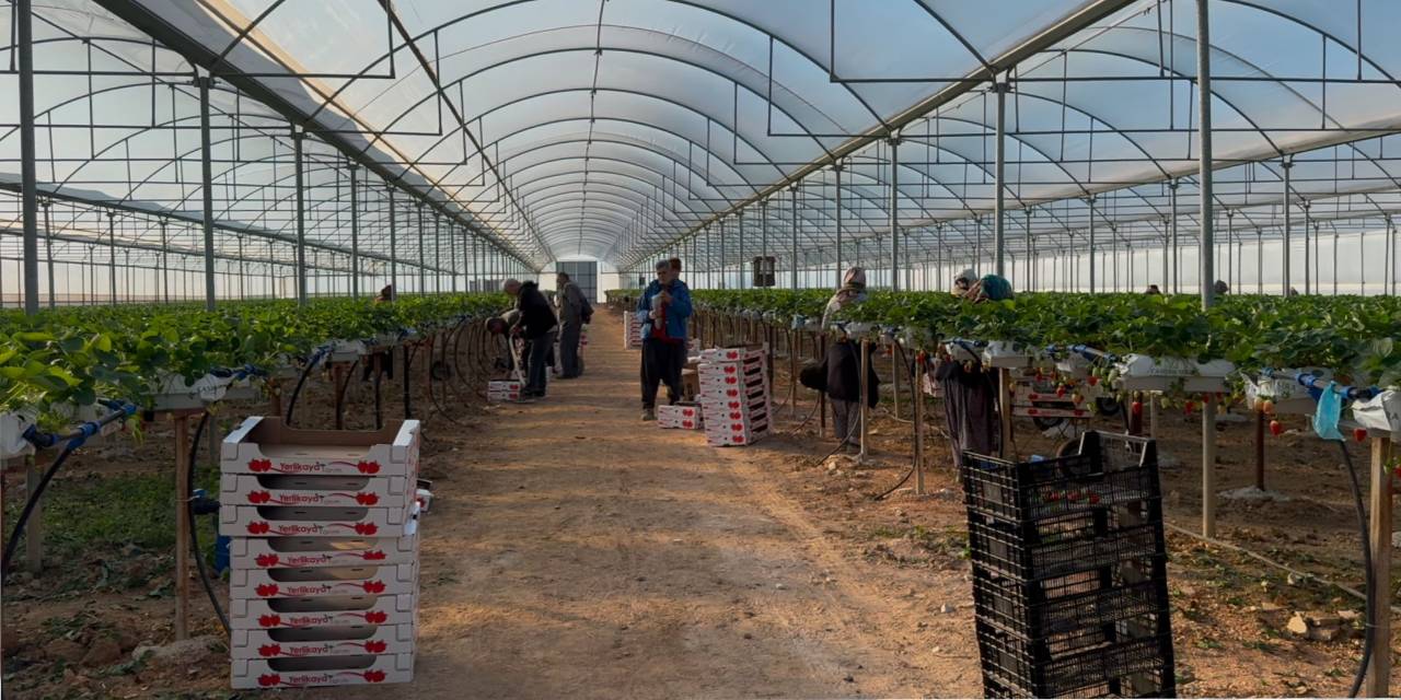 Yılın 12 ayı üretiliyor: Kilosu 150 liradan satılıyor