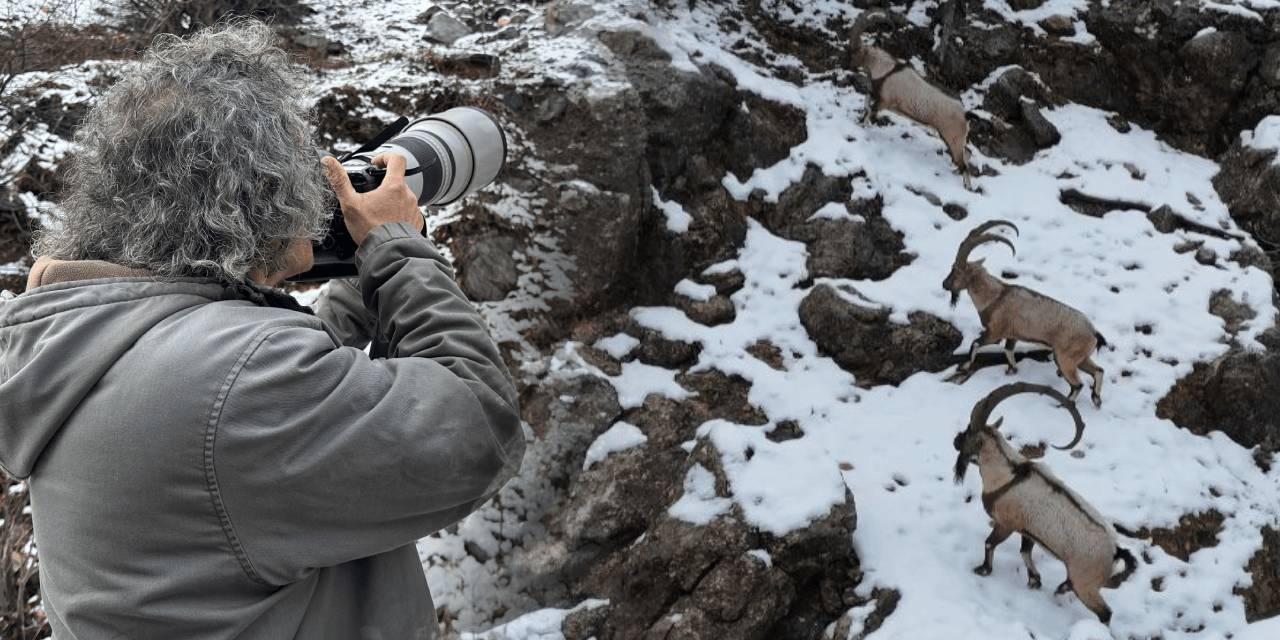 Munzur'a inen Dağ Keçileri kamerada