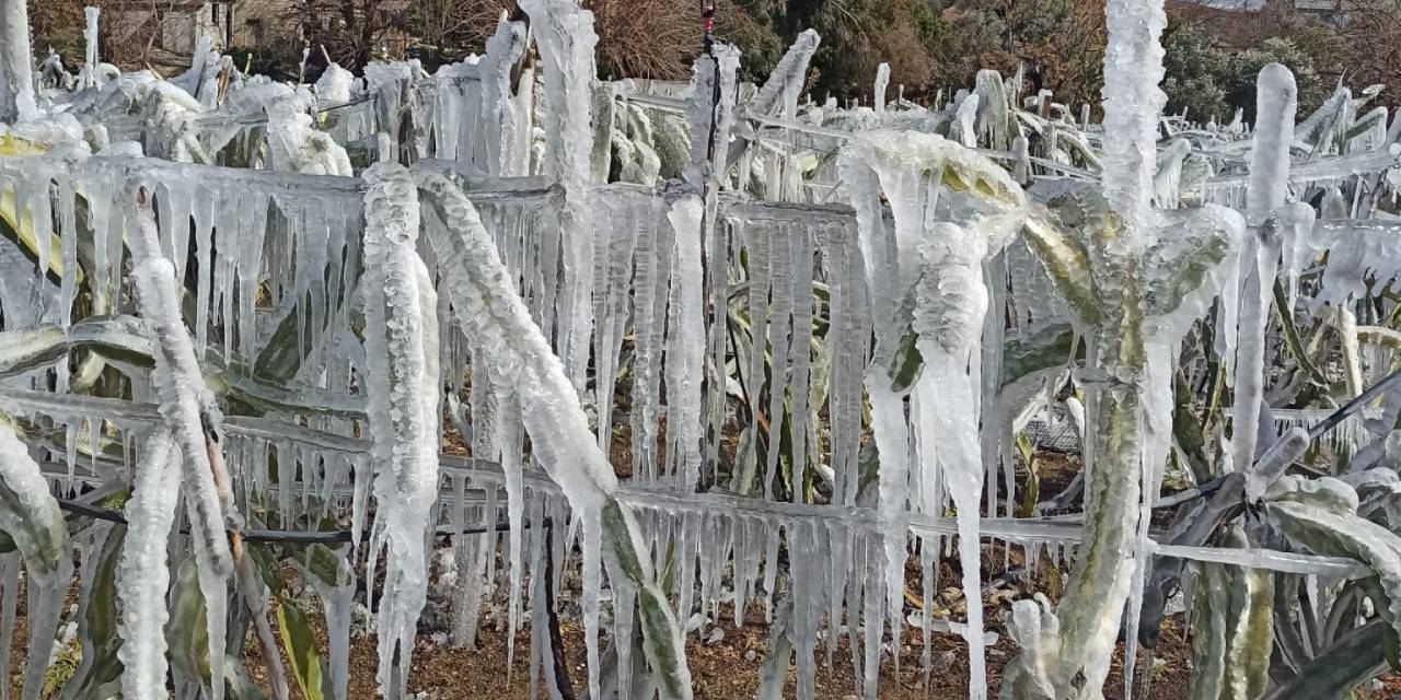 Adana bile dondu! Meyve ağaçları buz tuttu