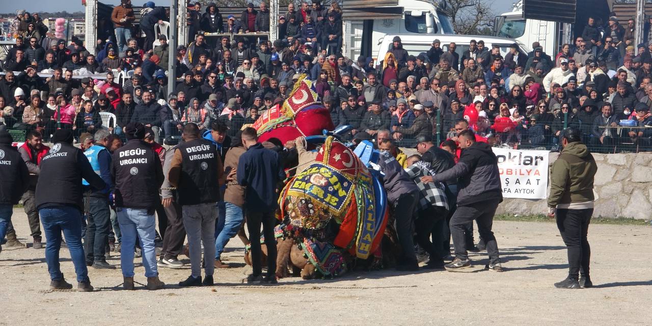 Çanakkale'de deve güreşi festivali: 7 saat sürdü