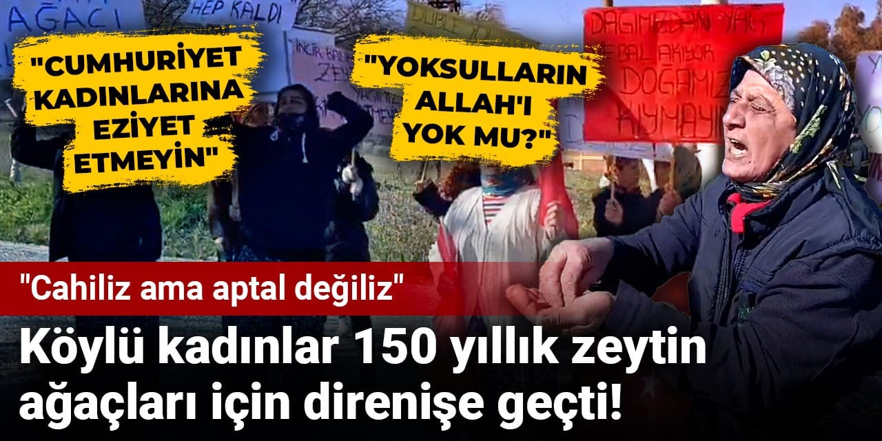 Köylü kadınlar 150 yıllık zeytin ağaçları için direnişe geçti: Cahiliz ama aptal değiliz