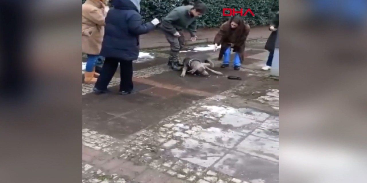 İstanbul'un göbeğinde elektrik kaçağı dehşeti! Zavallı köpek acı içinde kıvrandı