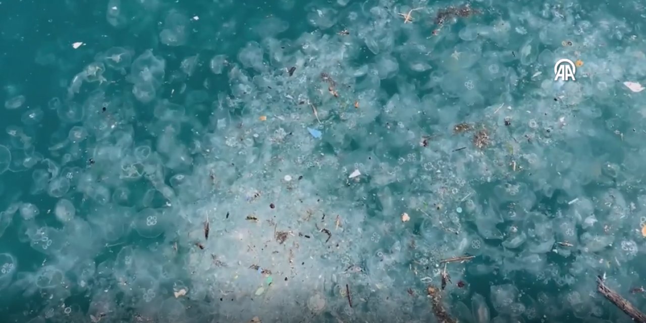 Sarıyer ve Beşiktaş kıyılarını denizanası bastı