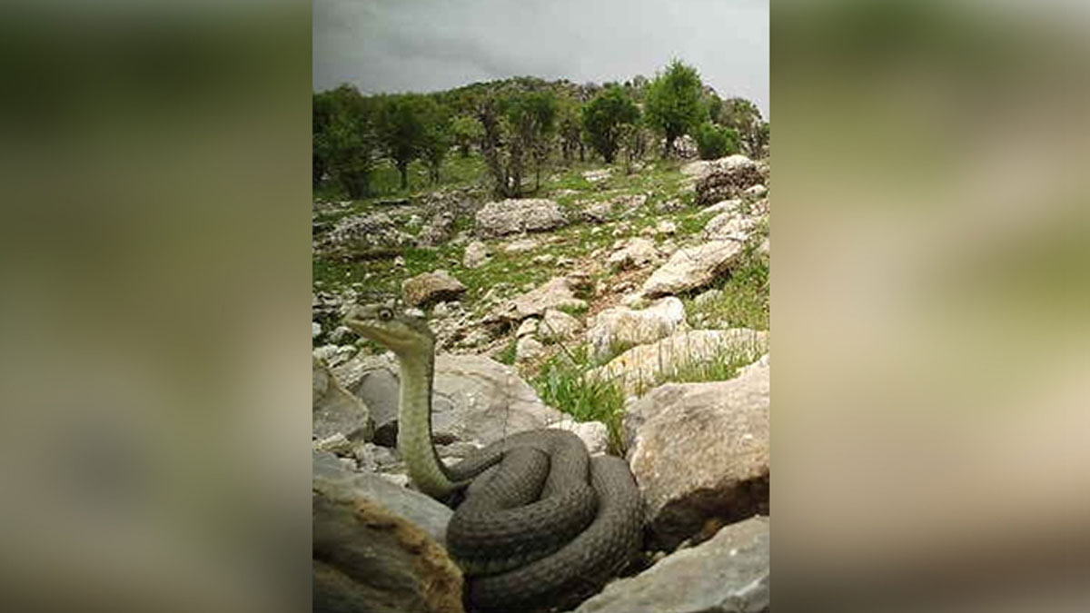 Güneydoğu Anadolu'da, dev yılan fotokapanla görüntülendi