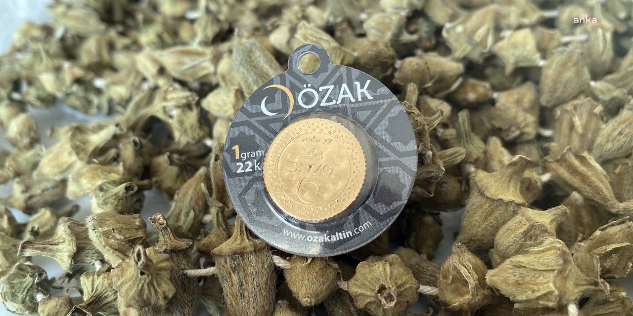 Altınla yarışan sebze! Bamya mı alsam altın mı?