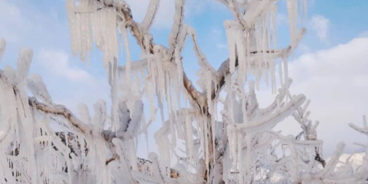 Ağaçlarını dondan böyle koruyanları yetkililer uyardı! İşe yarıyor fakat...