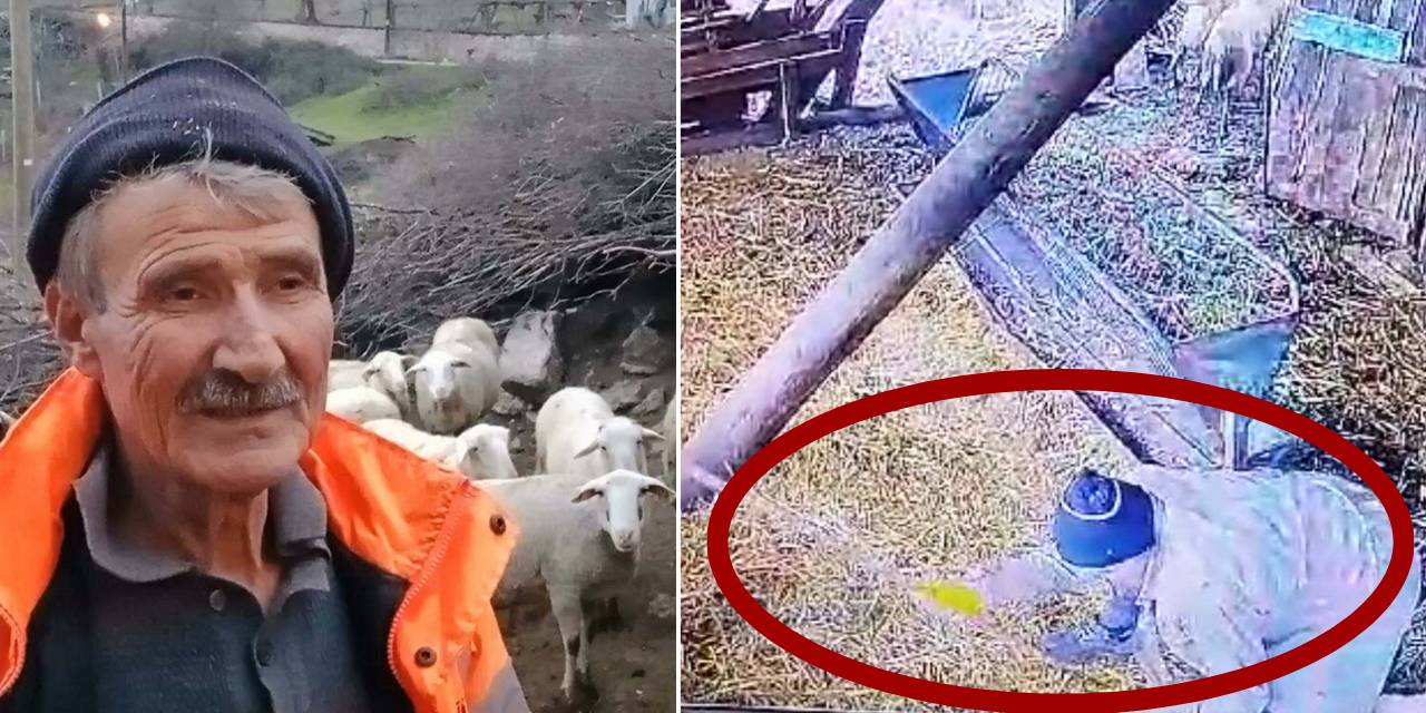 Komşusunun koyunlarına işkence yapmıştı! Akıl sağlığı yerinde çıktı