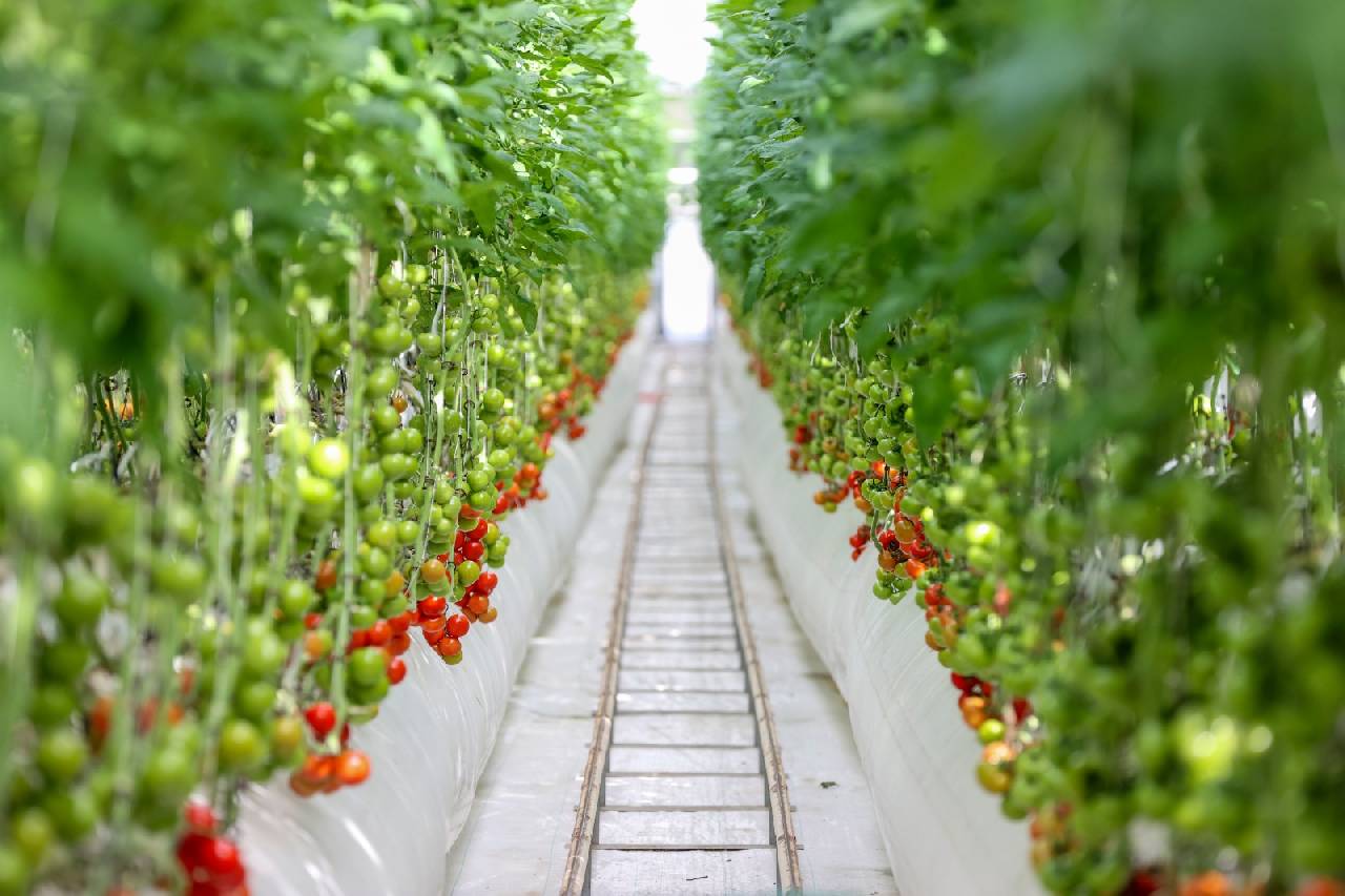 Çürük buharla Konya'da 1600 ton üretiliyor: Yabancı alıcı kapış kapış kaçırmıyor